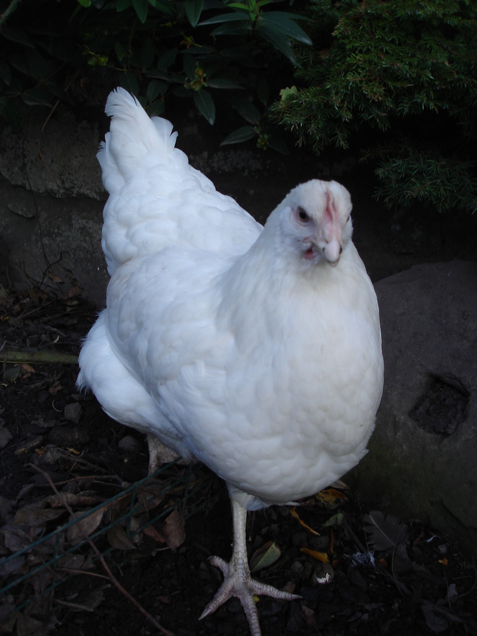 Hybrid For Sale Chickens Breed Information Omlet