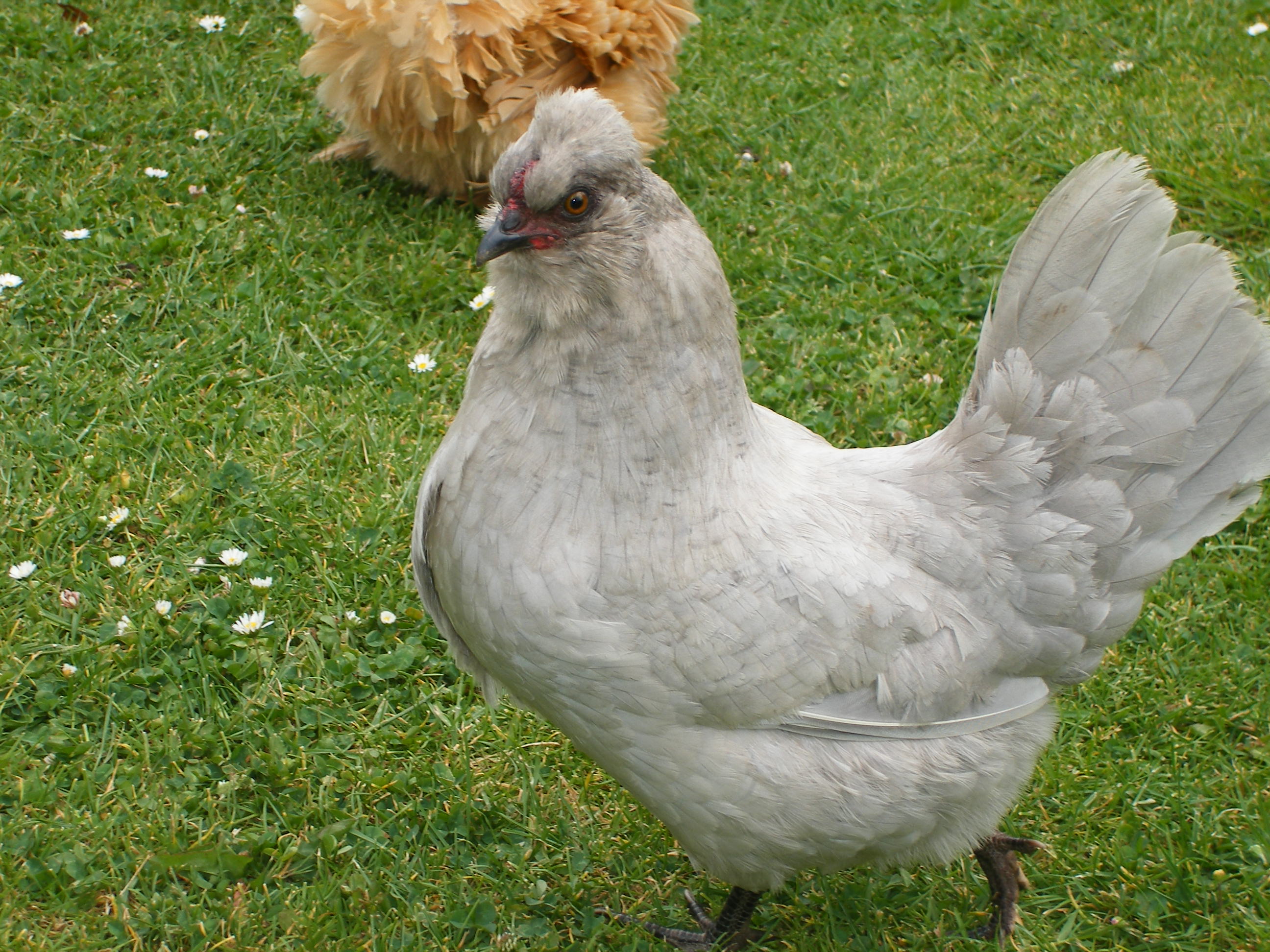 Амераукана порода кур отзывы. Курица Амераукана. Араукана порода. Араукана белая. Араукана порода кур.