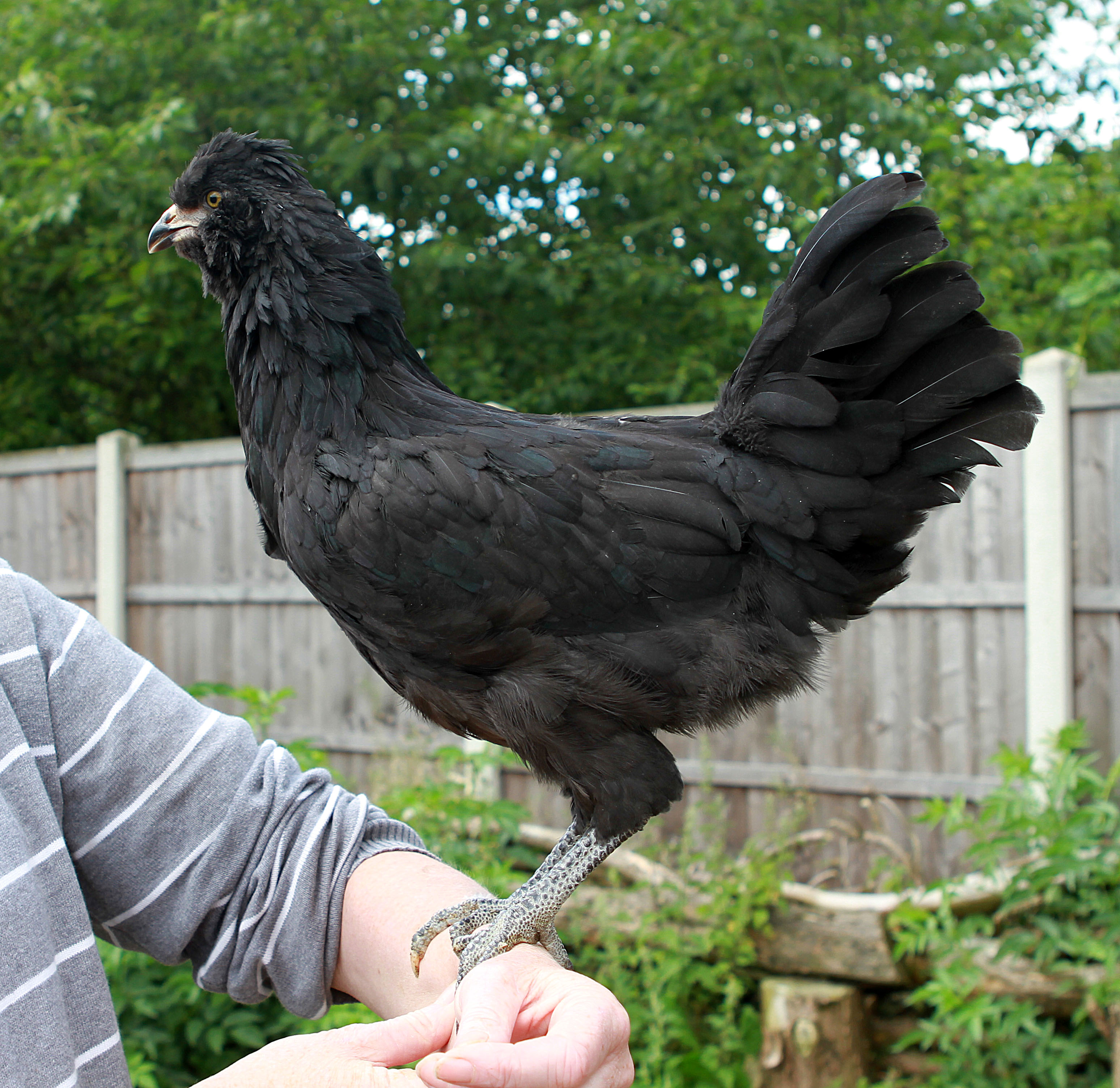 Araucana For Sale Chickens Breed Information Omlet