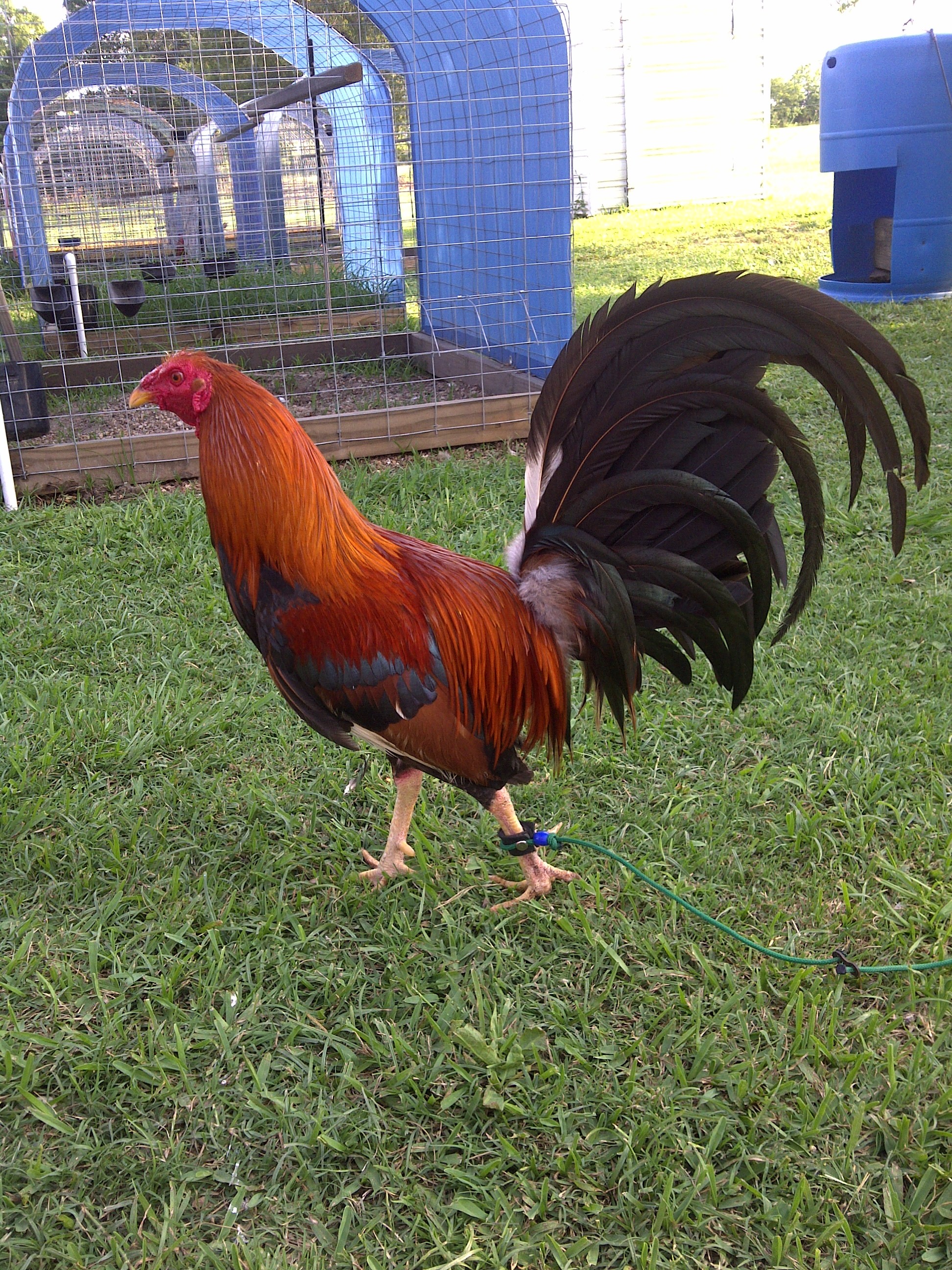 Asil For Sale | Chickens | Breed Information | Omlet