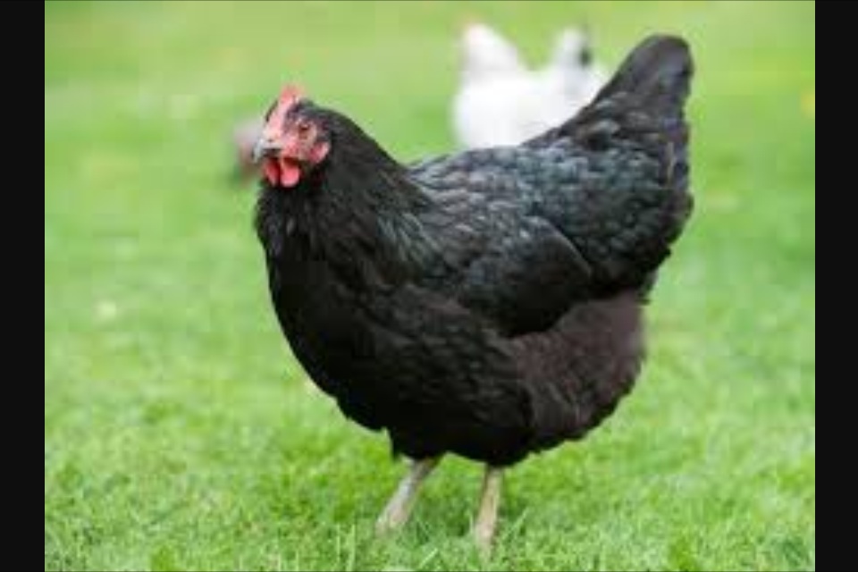 Australorps For Sale Chickens Breed Information Omlet