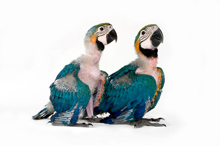Blue and yellow macaw chicks sporting their first feathers