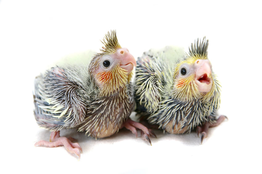 Cockatiel chicks