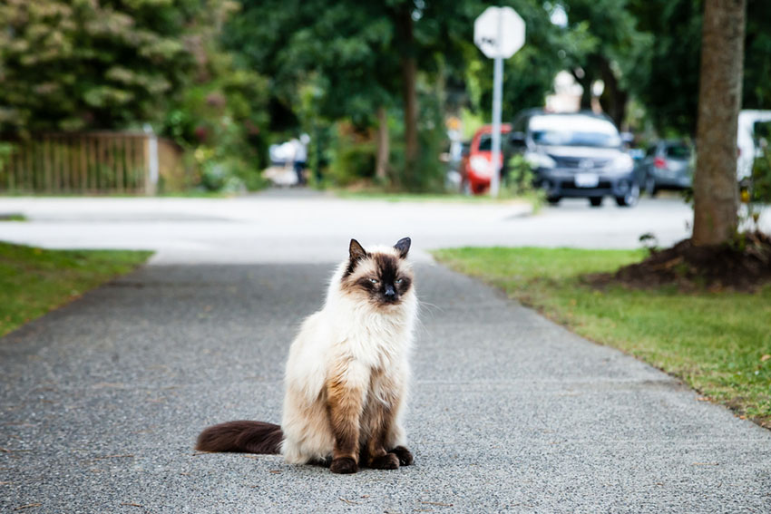 A Balinese cat with an incredible black and white long coat