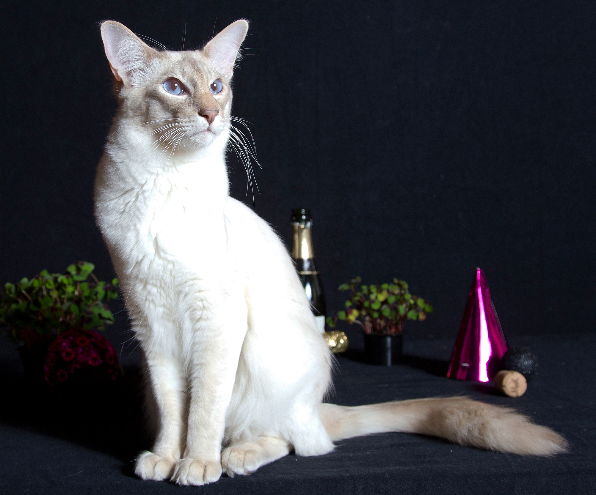 A tabby Balinese Cat with a hypoallergenic coat