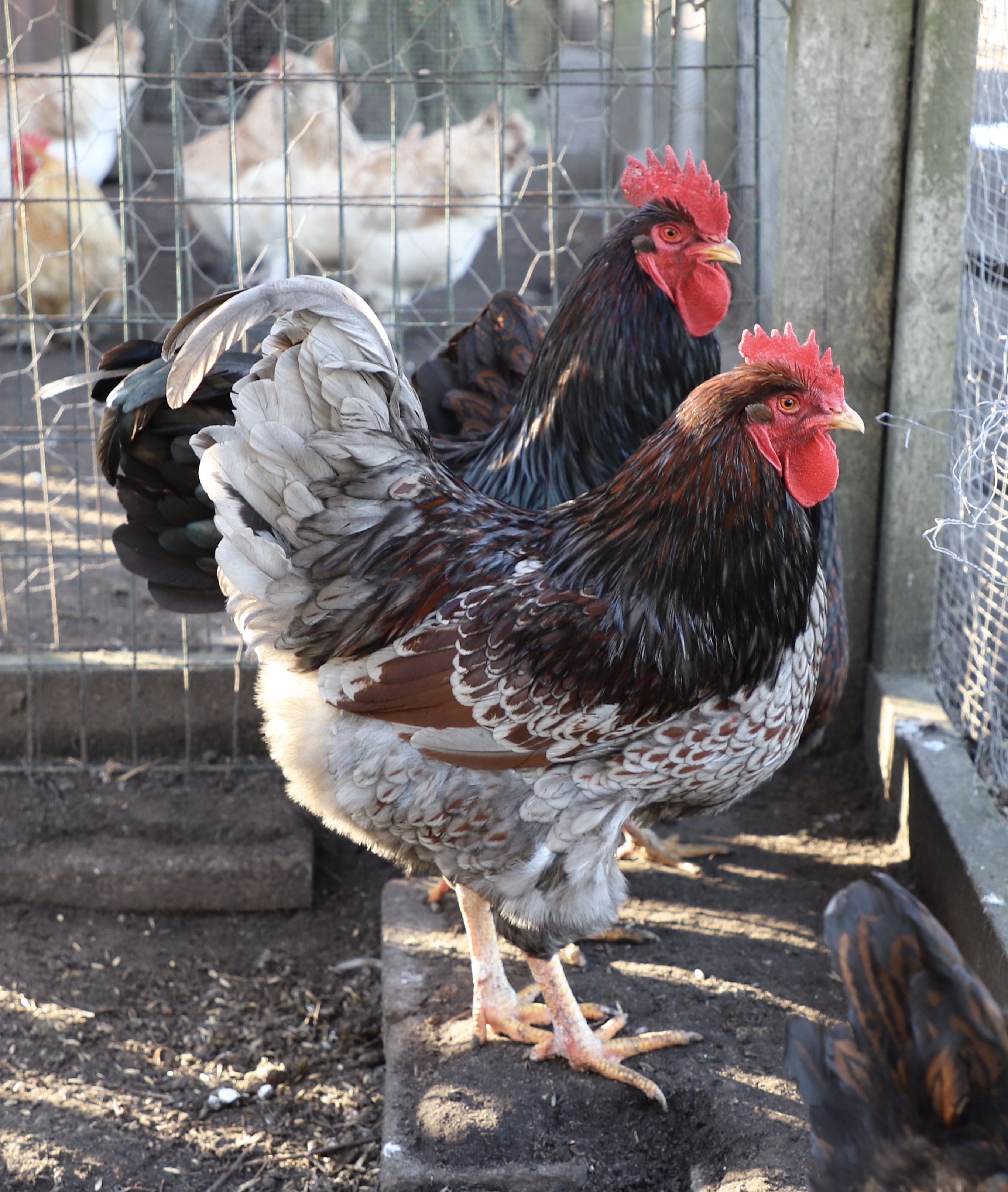 Barnevelder For Sale Chickens Breed Information Omlet