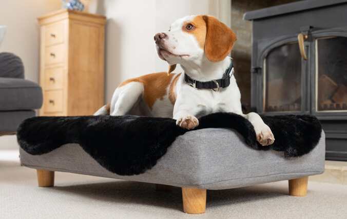 beagle in the memory foam topology dog bed with soft black sheepskin topper and wooden feet