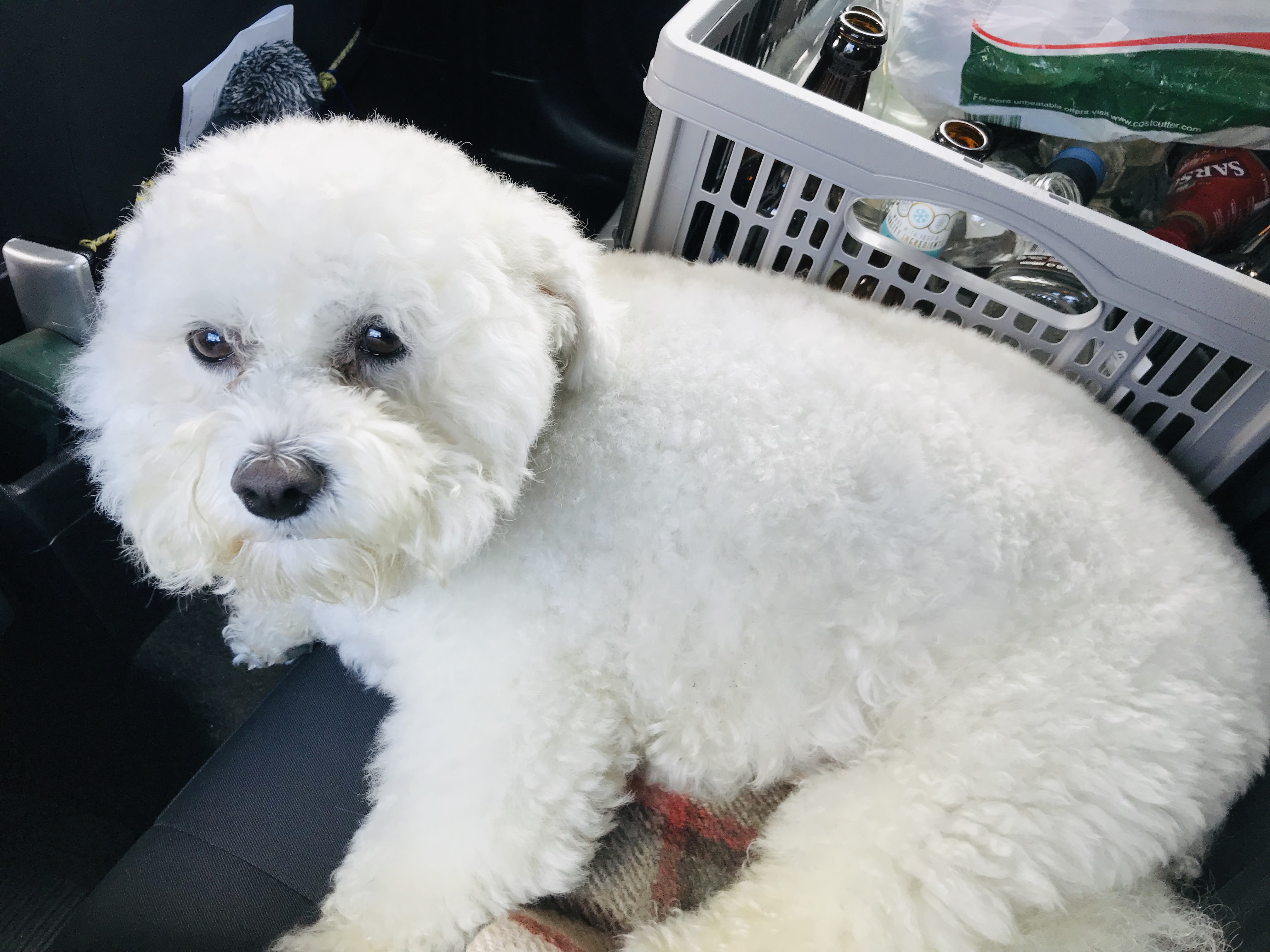 Bichon Frise Dogs Breed Information Omlet