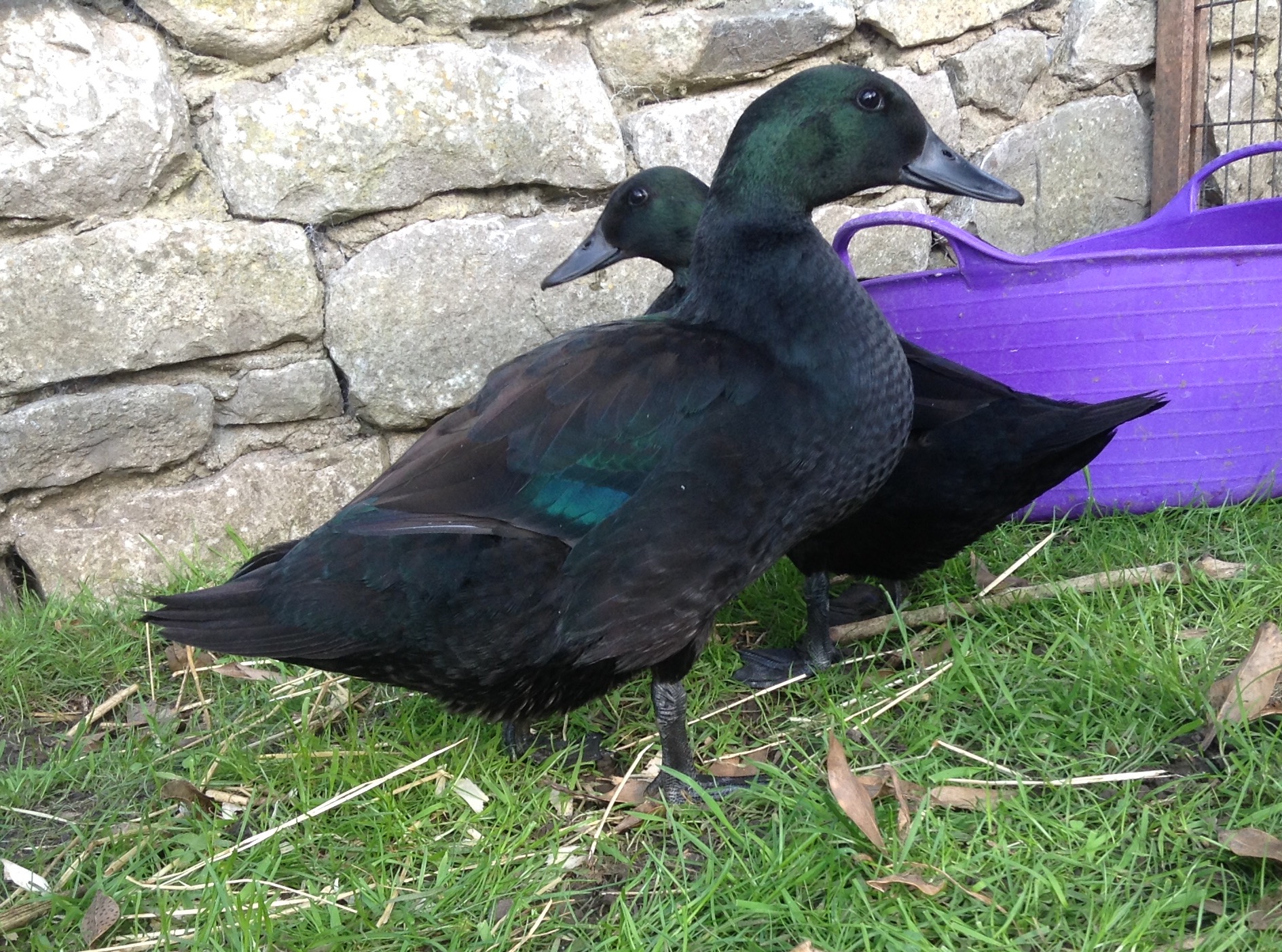 Black East Indian Ducks Breed Information Omlet