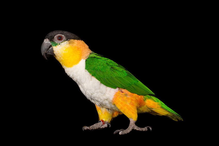 black-headed caique