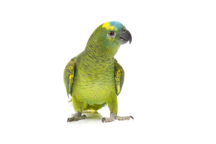 Blue-fronted Amazon