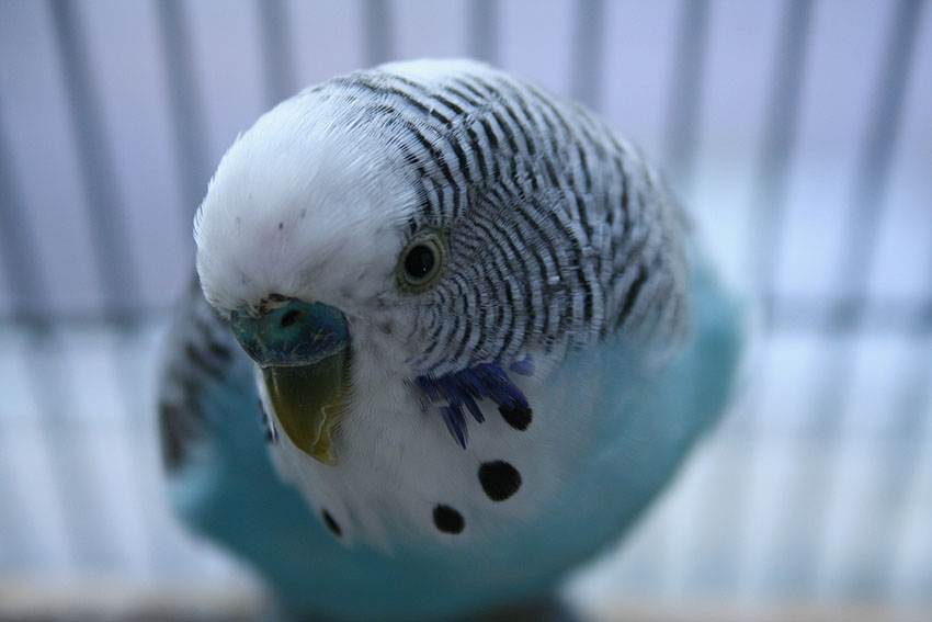 Blue parakeet closeup