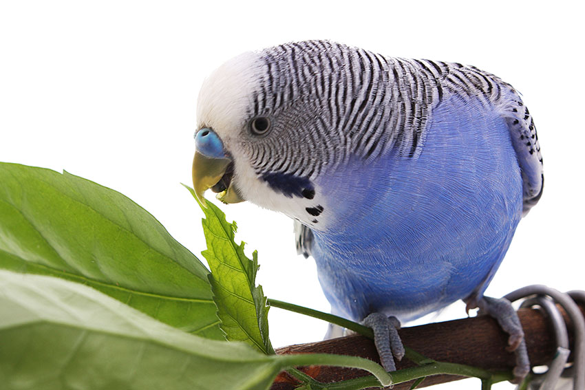 Blue parakeet eating herbs