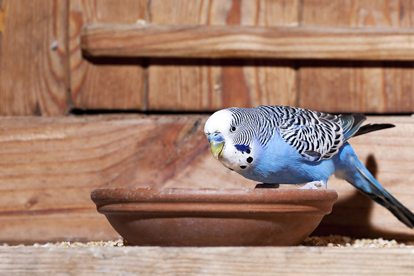 Blue parakeet feeding from bowl