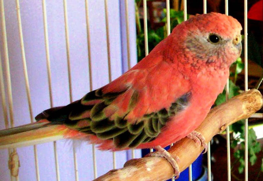 Bourkes Parakeet