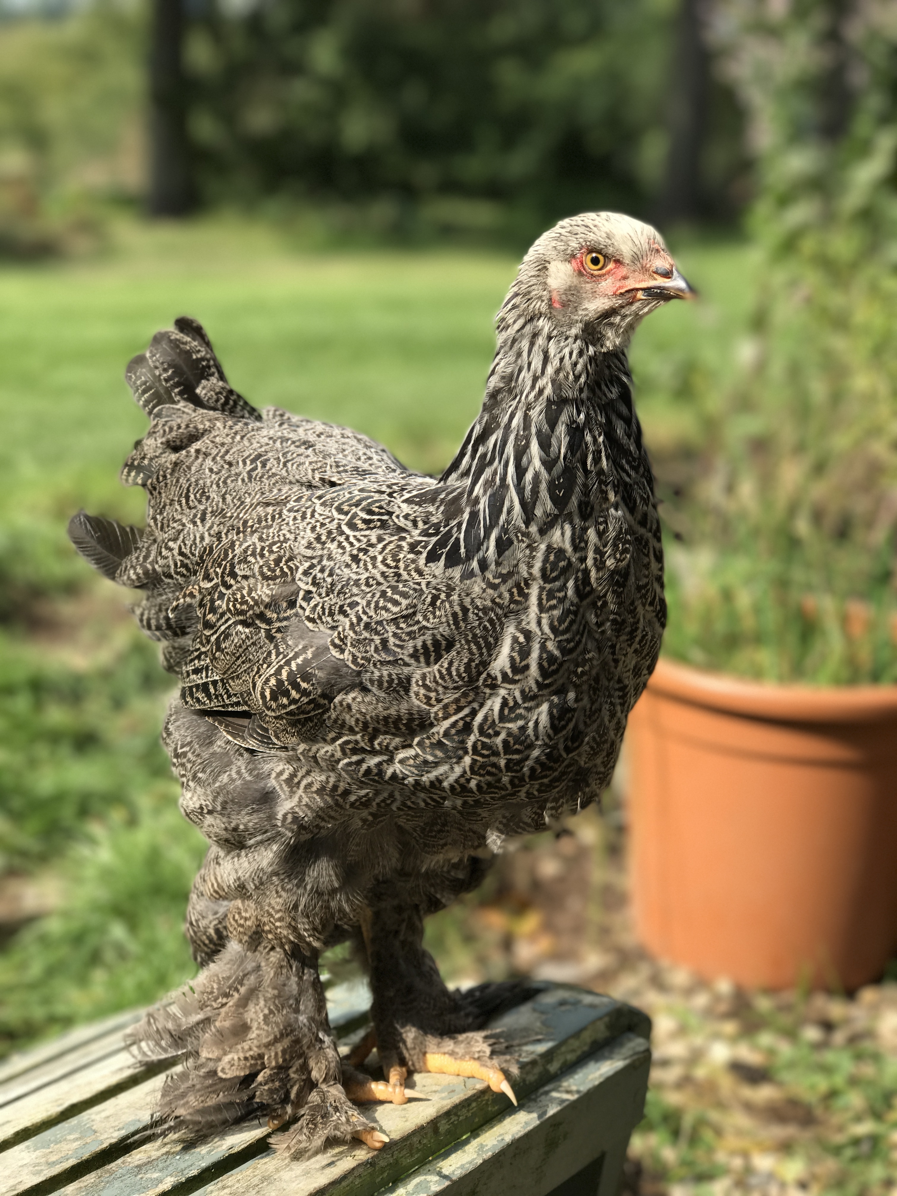 Brahma For Sale | Chickens | Breed Information | Omlet