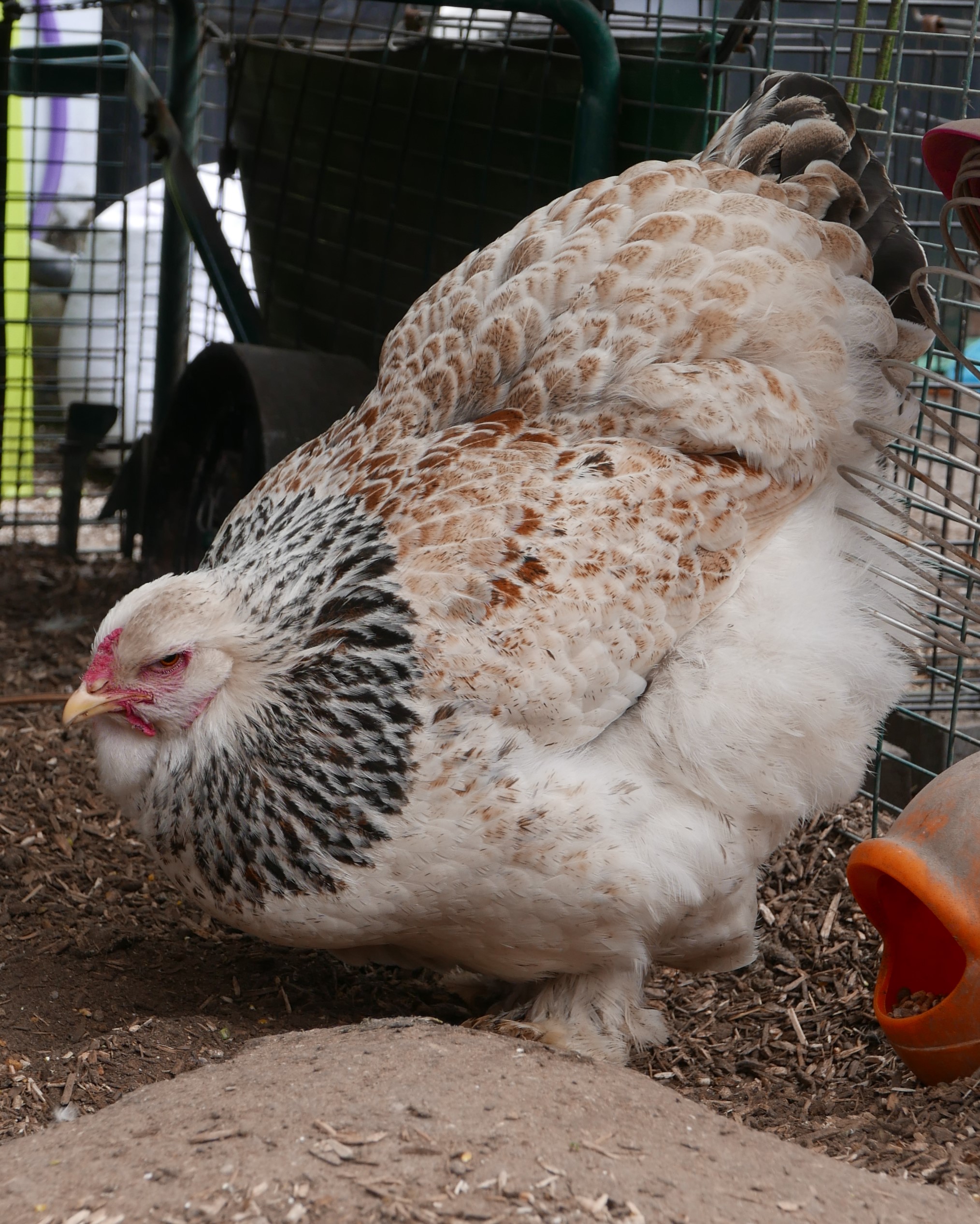 Brahma For Sale Chickens Breed Information Omlet