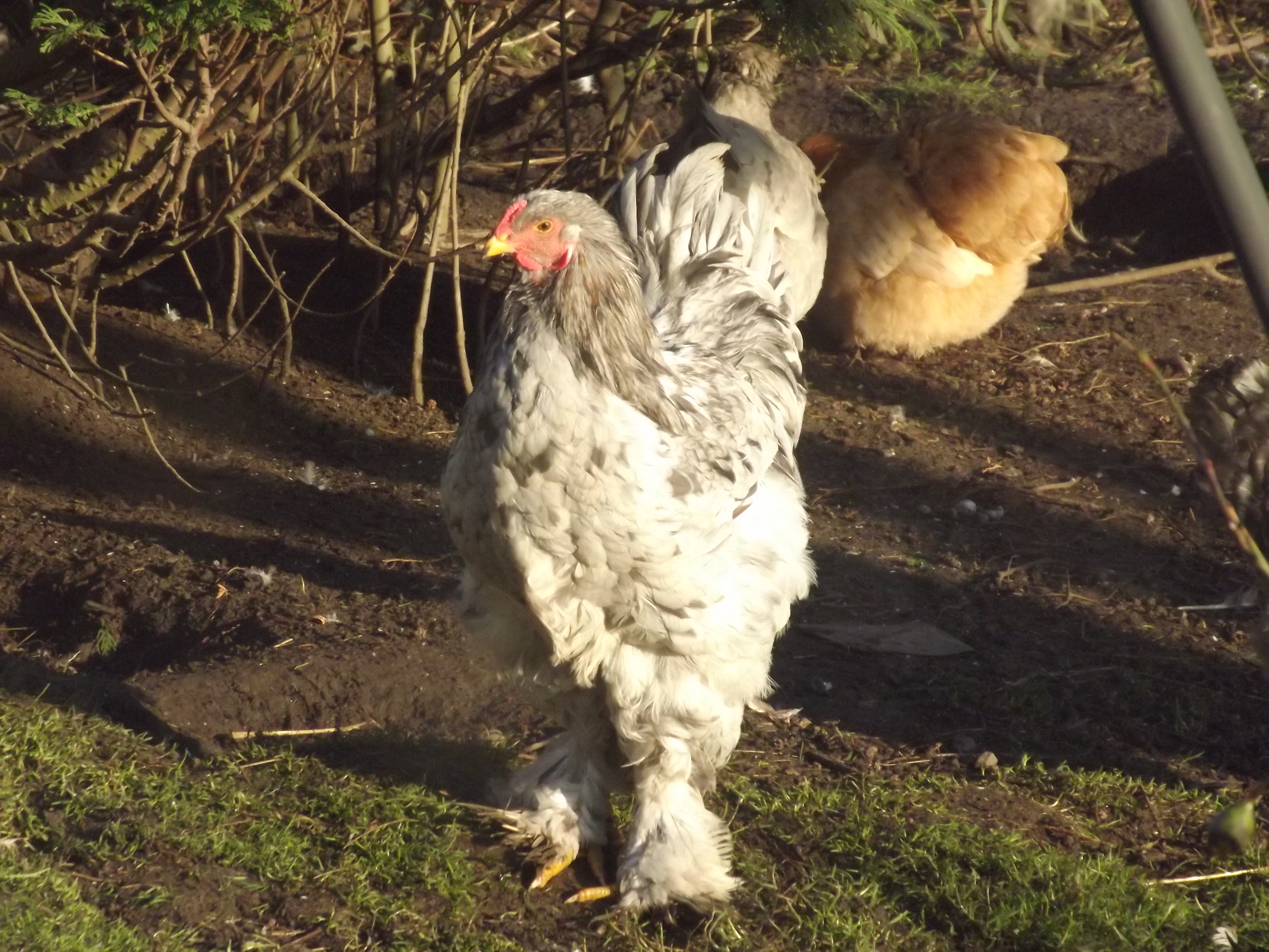 Brahma For Sale Chickens Breed Information Omlet