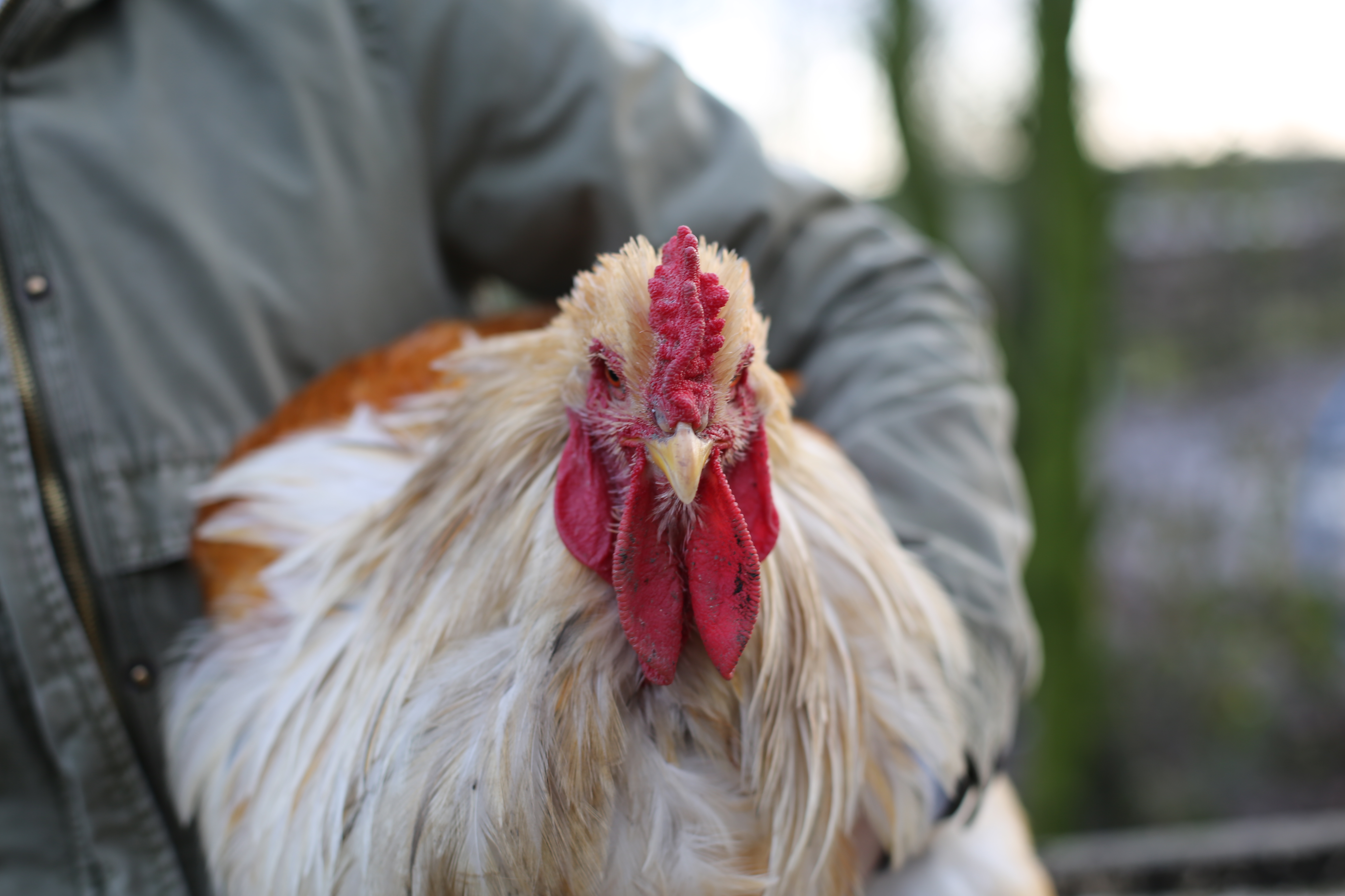 Brahma For Sale Chickens Breed Information Omlet