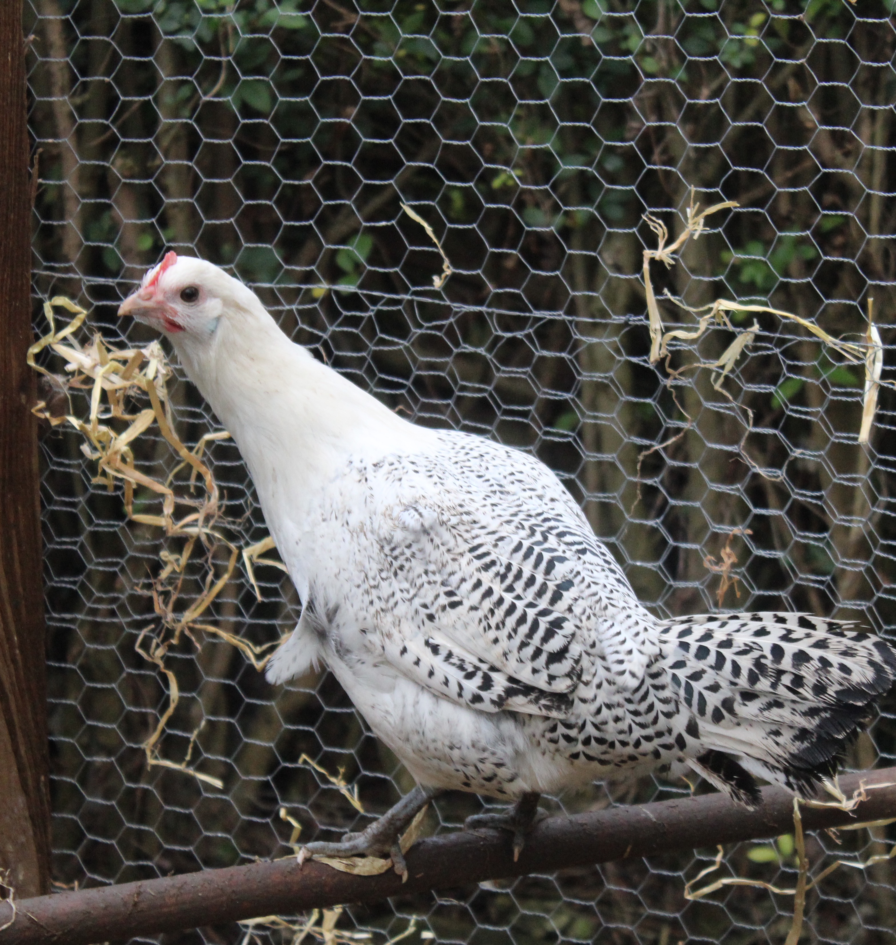 Brakel For Sale | Chickens | Breed Information | Omlet