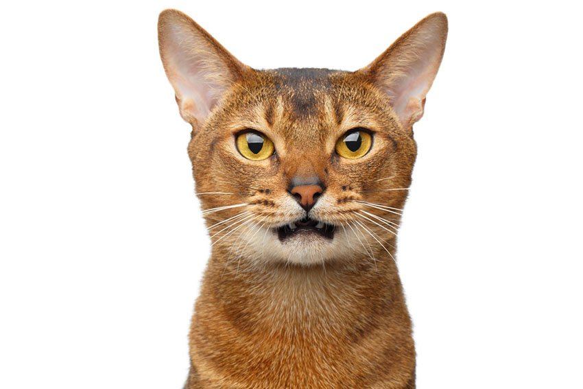 This handsome Abyssinian traces its ancestry back to the African Wildcat