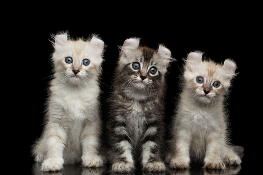 Cute American Curl Kittens