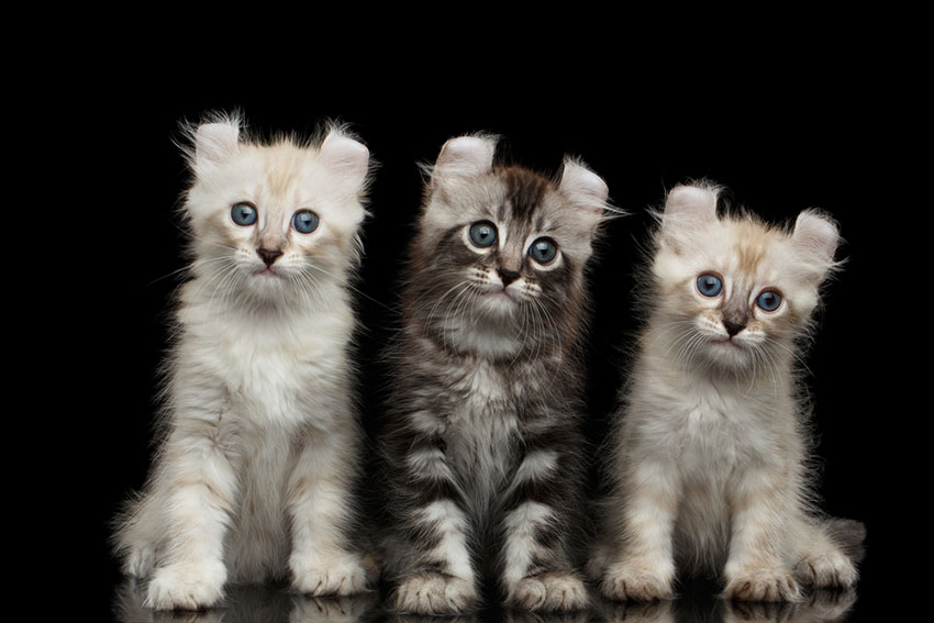 Cats and Kittens: Cat Breeds, Cat Adoption, and Cat Care