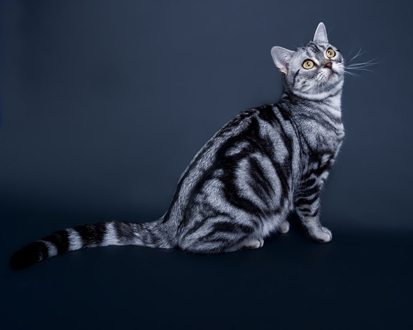 American Shorthair cat having a good look round her new territory.