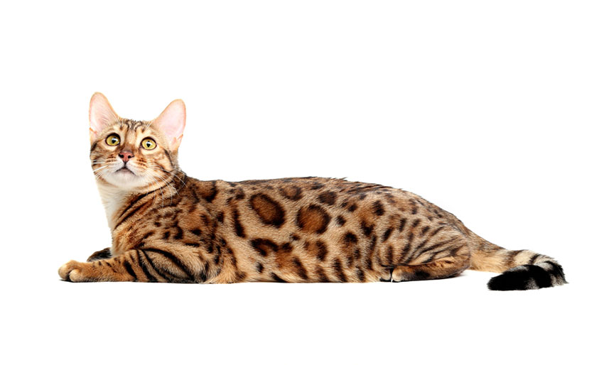 Bengal cat breed