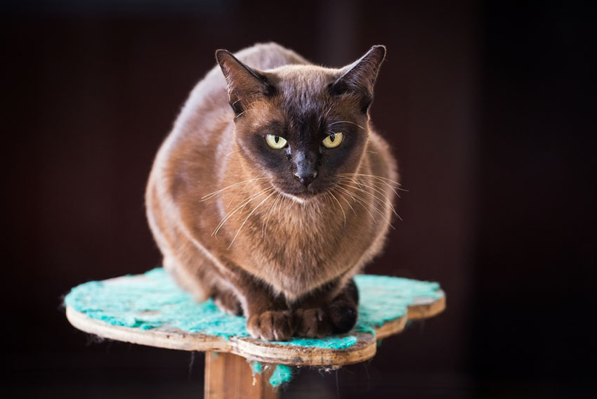 Burmese pedigree cat breed