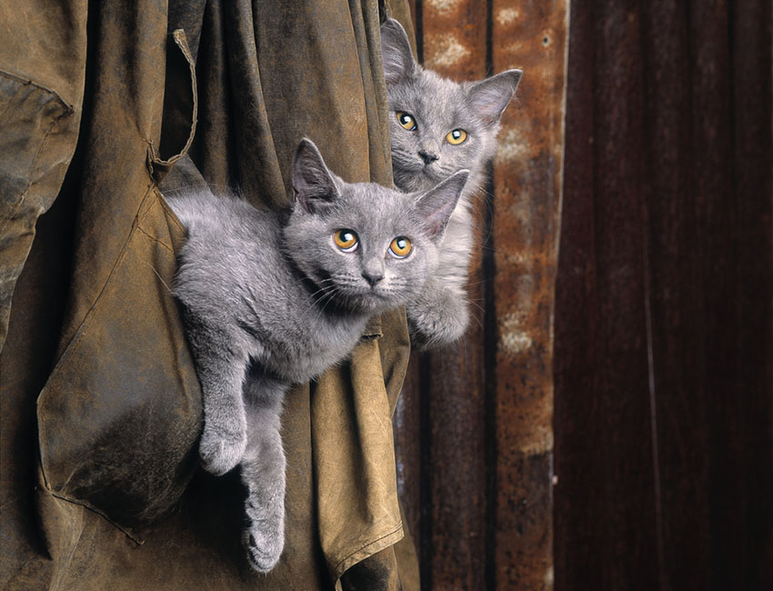 Chartreux cat settling into a new home
