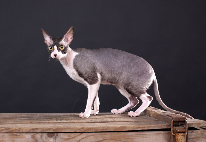 Cornish Rex pedigree cat breed