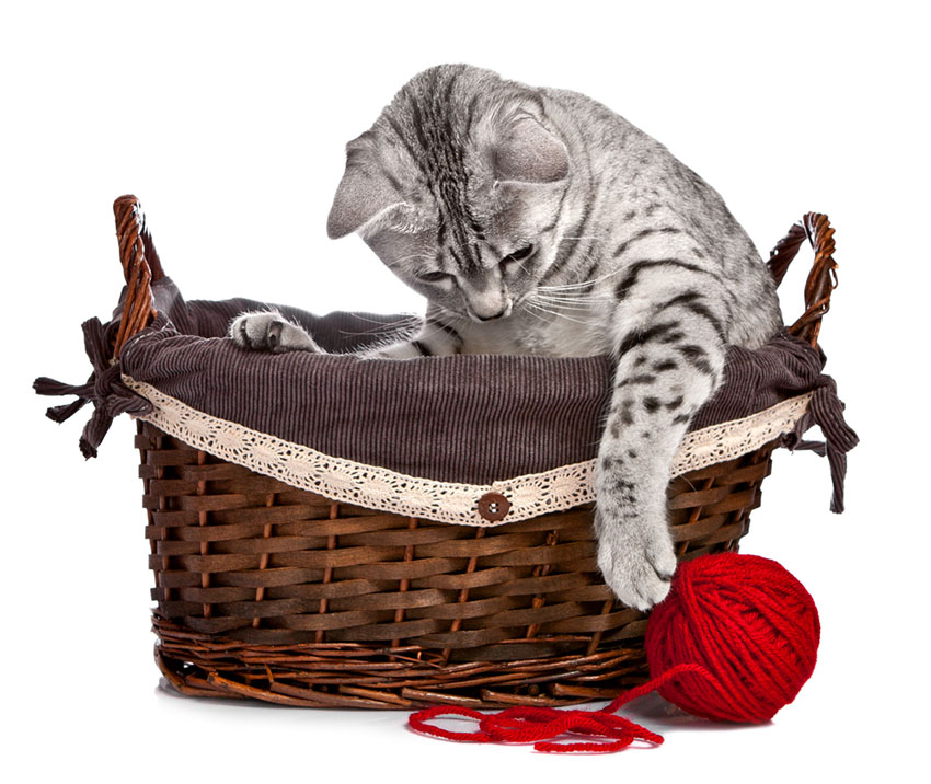 Egyptian Mau cat breed in basket playing