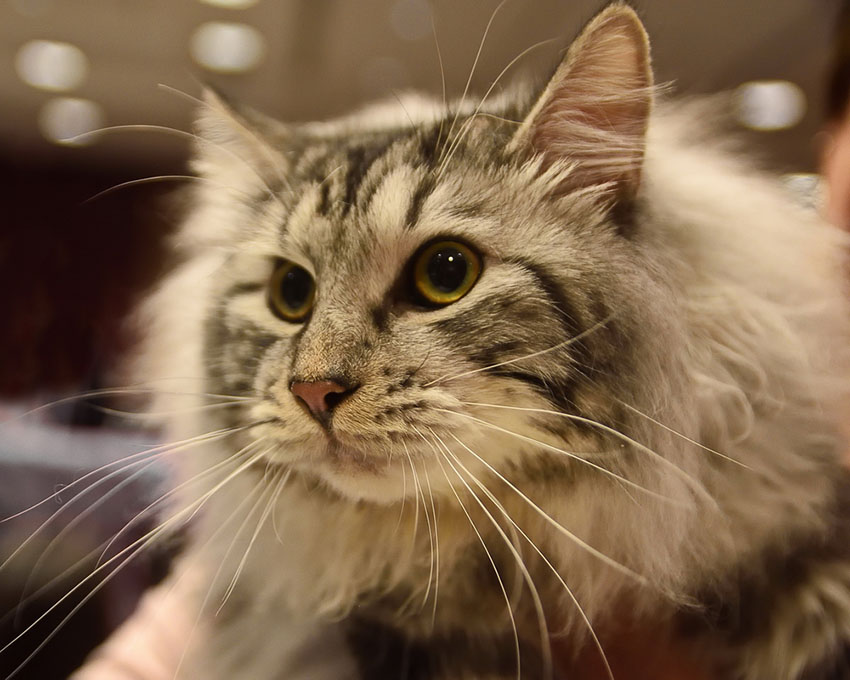 Most cat breeds shed hair including this Kurilian Bobtail Longhair cat