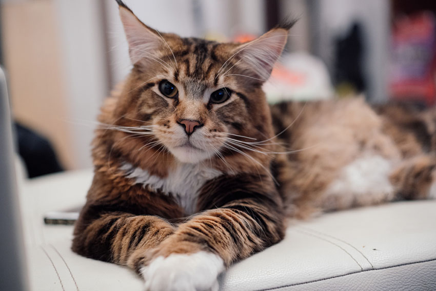 A Maine Coon Cat with a great big bushy tail