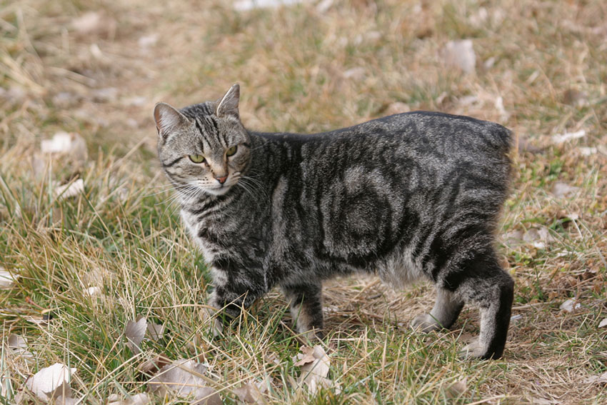 Manx cat pedigree breed no tail