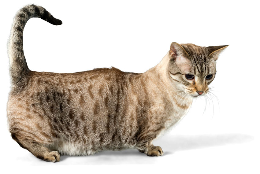 A beautiful Munchkin Cat with incredibly short legs