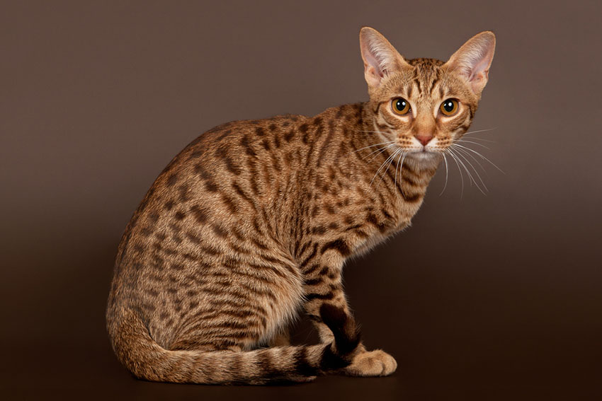 Ocicat breed