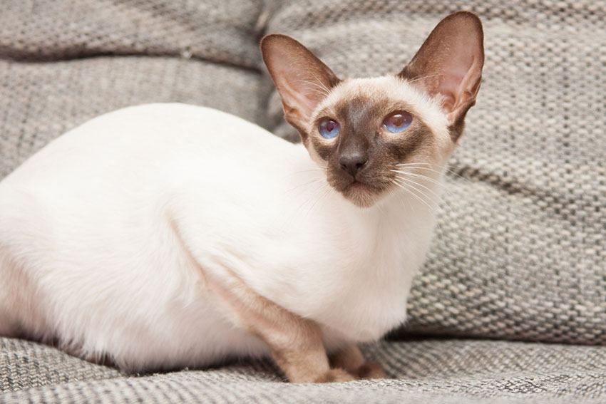 A Bluepoint Siamese Cat