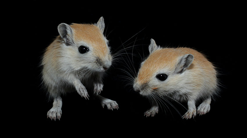 gerbil mutual grooming