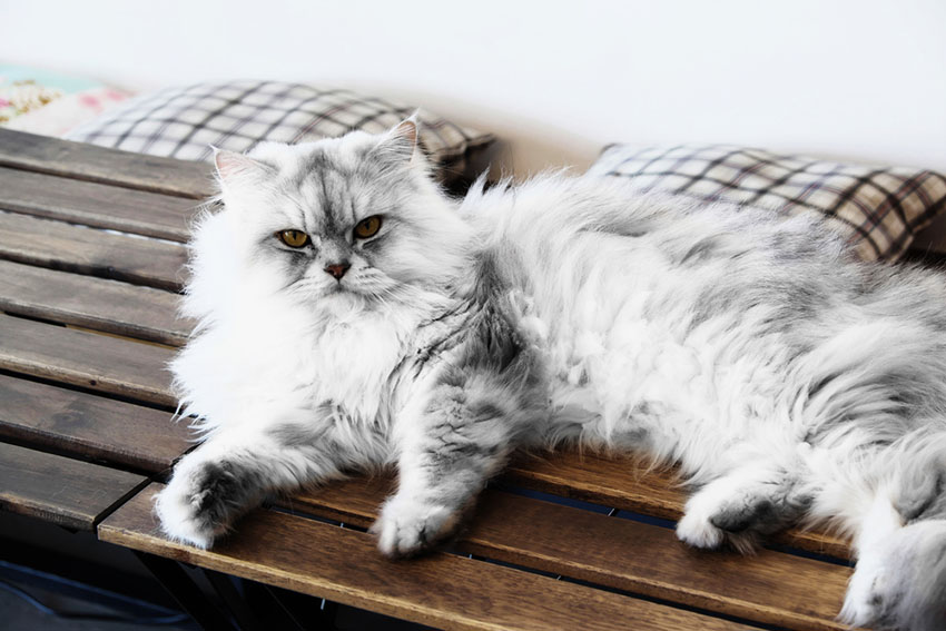 Longhair Persian pedigree cat breed