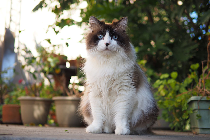 A Ragdoll Cat is good with children