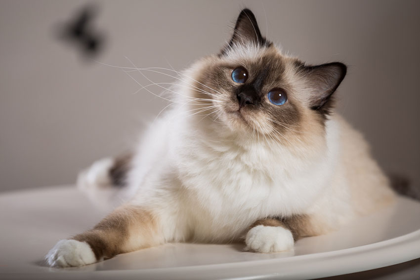 Sacred Birman pedigree cat breed