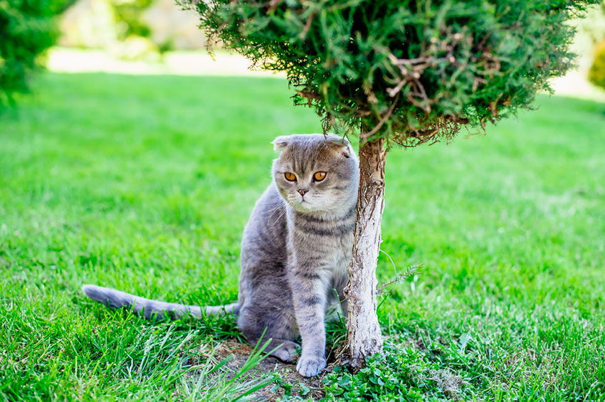 Many cats think indoors is very over-rated
