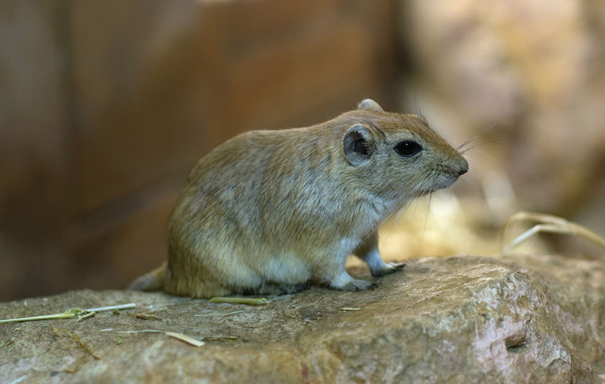 gerbil mutual grooming