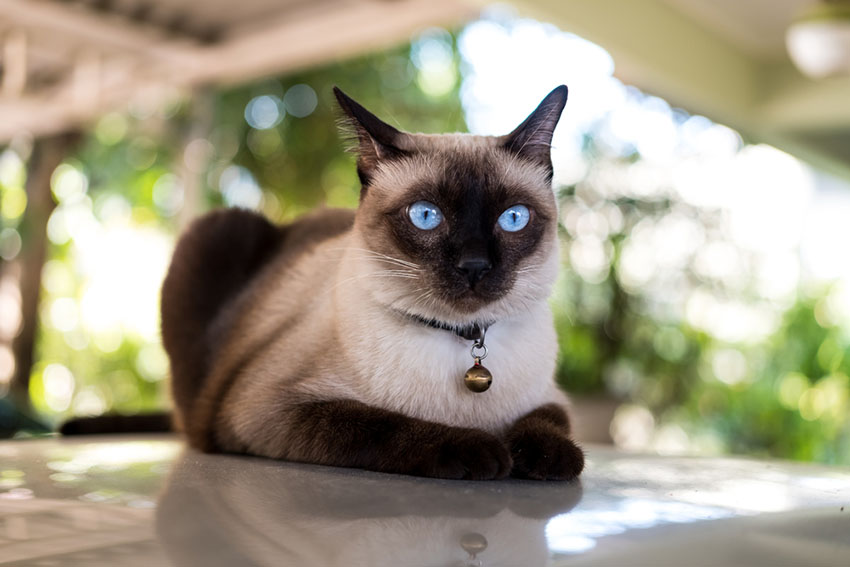 A beautiful Siamese cat