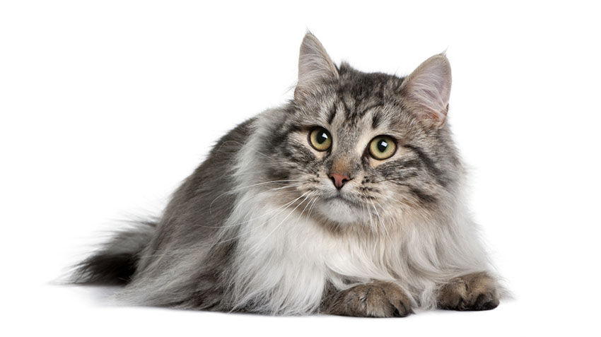 A lovely Siberian cat contemplating leaving her safe room