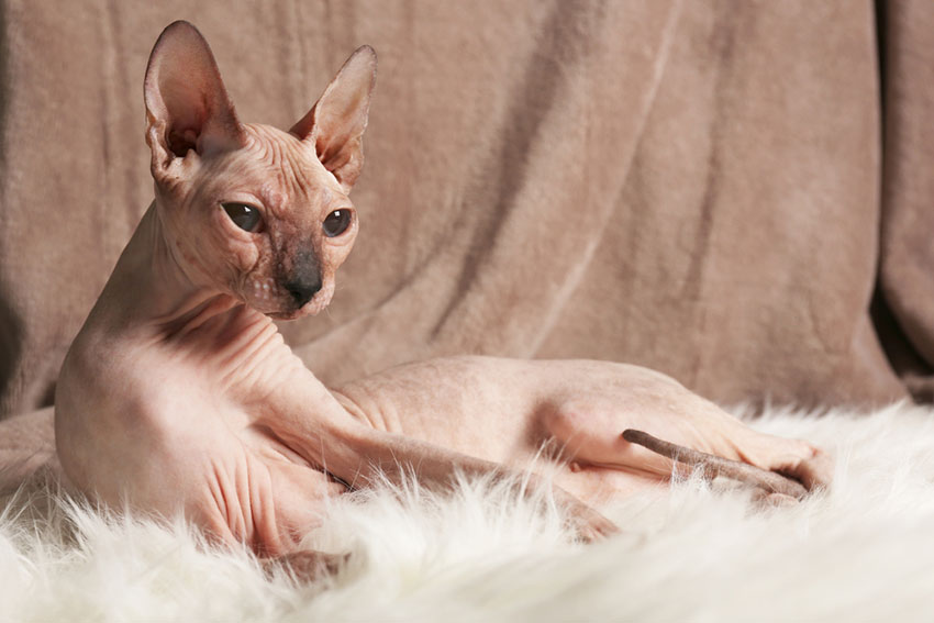 Sphynx hairless cat breed