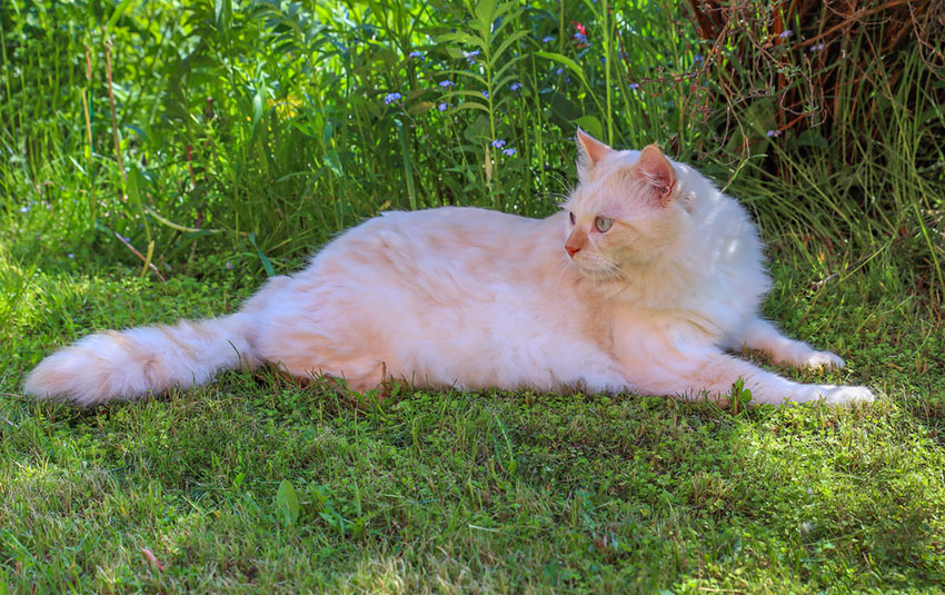 A Turkish Angora cat - mixing some exercise in her feeding regime will do no harm at all