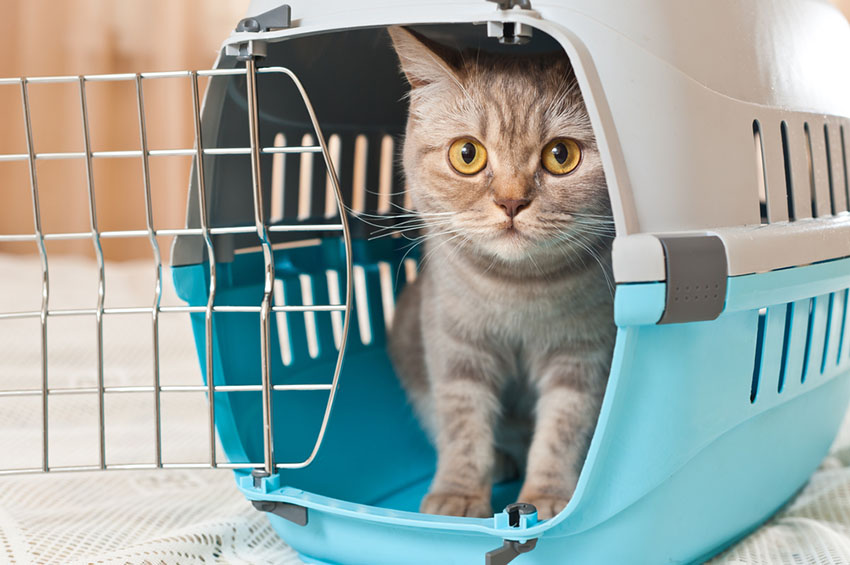 Bringing a cat home in a cat carrier